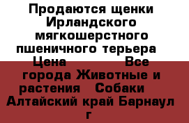 Продаются щенки Ирландского мягкошерстного пшеничного терьера › Цена ­ 30 000 - Все города Животные и растения » Собаки   . Алтайский край,Барнаул г.